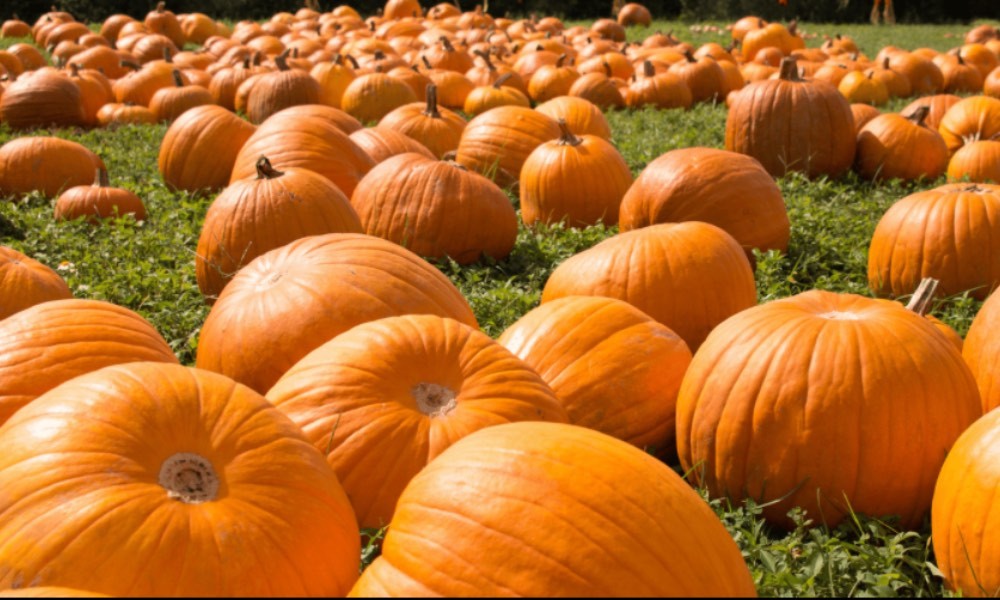 Pumpkins